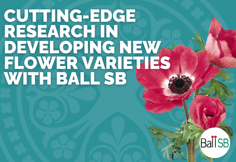 CuttingEdge Research in Developing New Flower Varieties with Ball SB